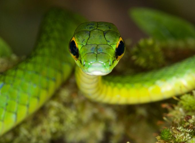 Wallpaper Satiny Parrot Snake, Snake, green, danger, eyes, Animals 27951895